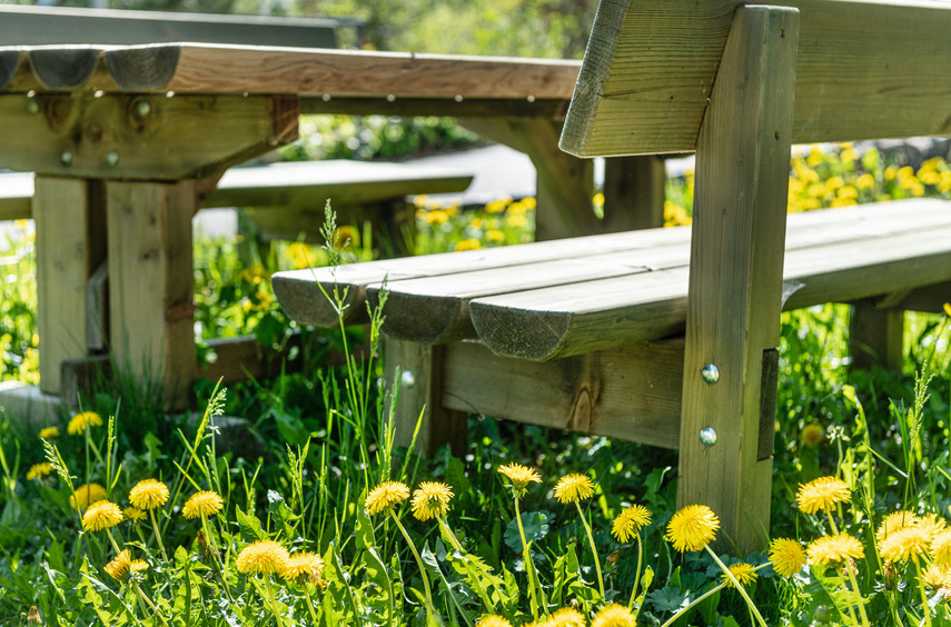 Holzbank draussen im Blumenfeld